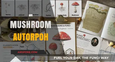 Mushroom Mysteries: Are They Autotrophs?