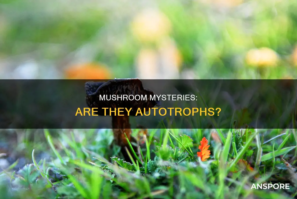 are mushroom autorpoh