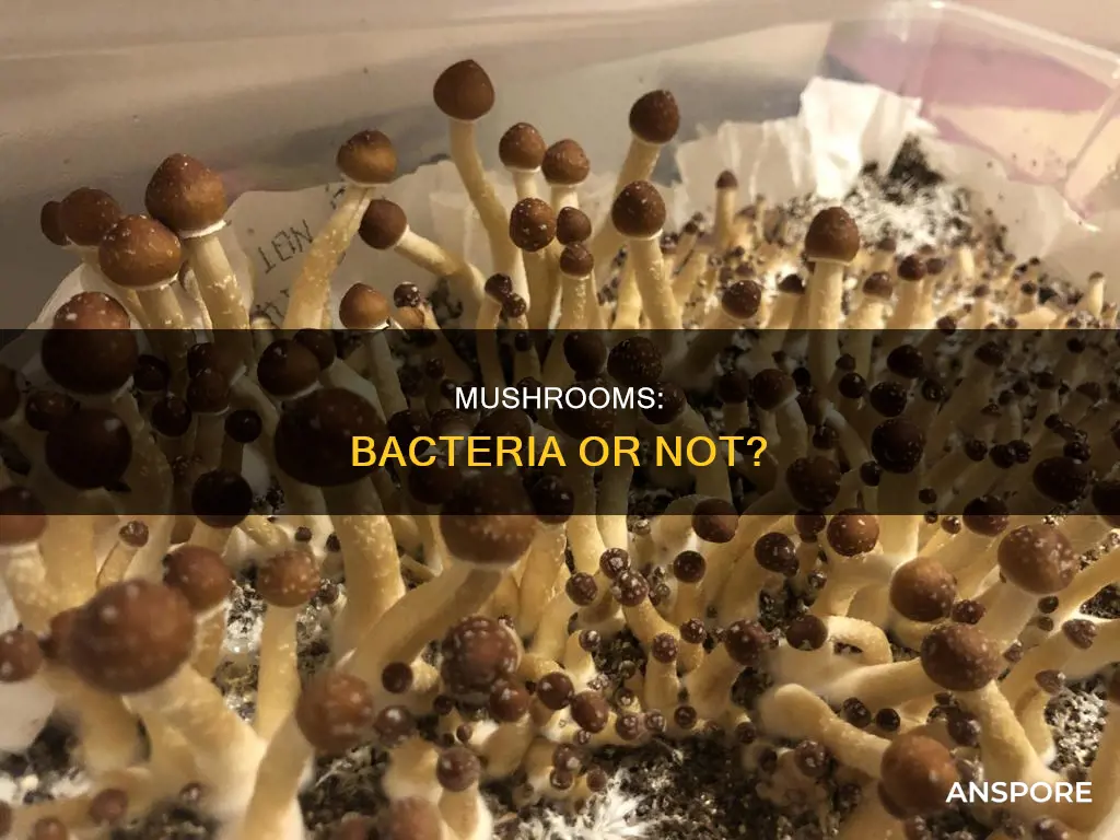 are mushroom bacteria