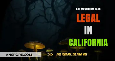 Are Mushroom Bars Legal in California? Exploring Psilocybin Laws