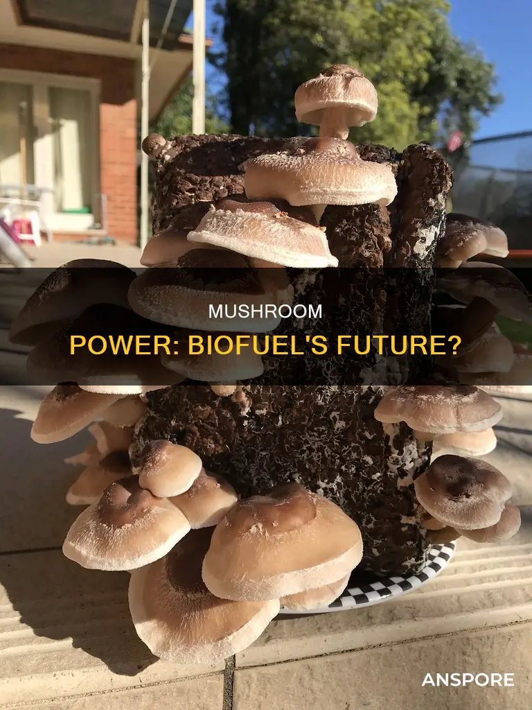 are mushroom biofuel