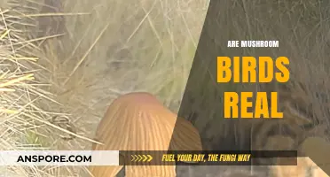 Mushroom Birds: Myth or Reality?