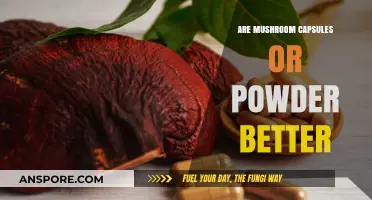 Mushroom Capsules vs. Powder: Which Form Delivers Superior Benefits?