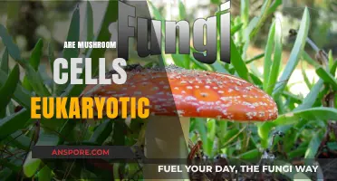 Mushroom Cells: Unveiling Their Eukaryotic Nature