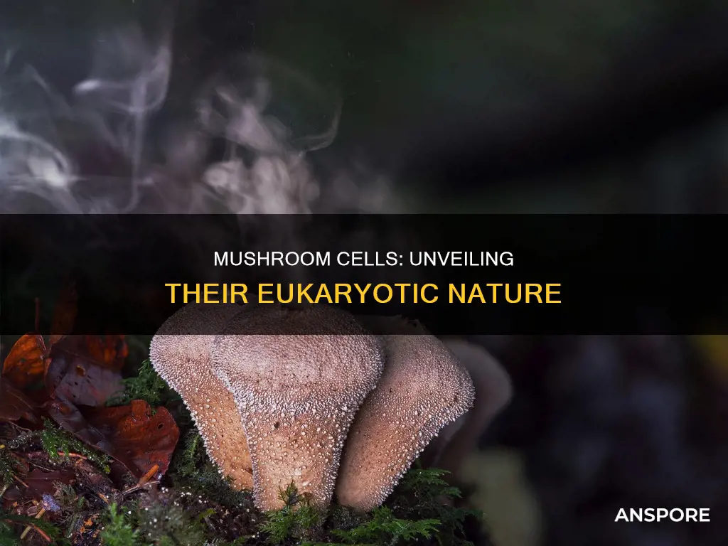 are mushroom cells eukaryotic