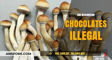 Mushroom Chocolates: Legal or Not?