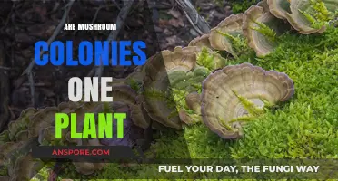 Mushroom Colonies: Many Fungi, One Plant
