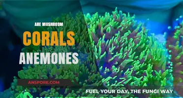 Mushroom Corals: Anemones or Not?