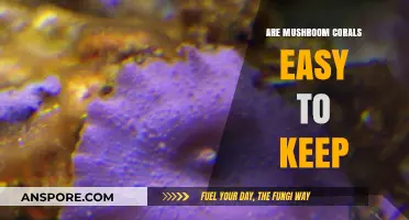Mushroom Corals: Simple Care Tips for Beginner Reef Keepers