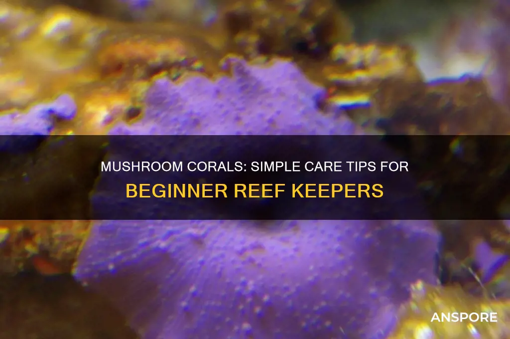 are mushroom corals easy to keep