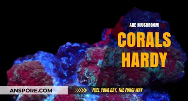 Mushroom Corals: Hardy or Delicate?