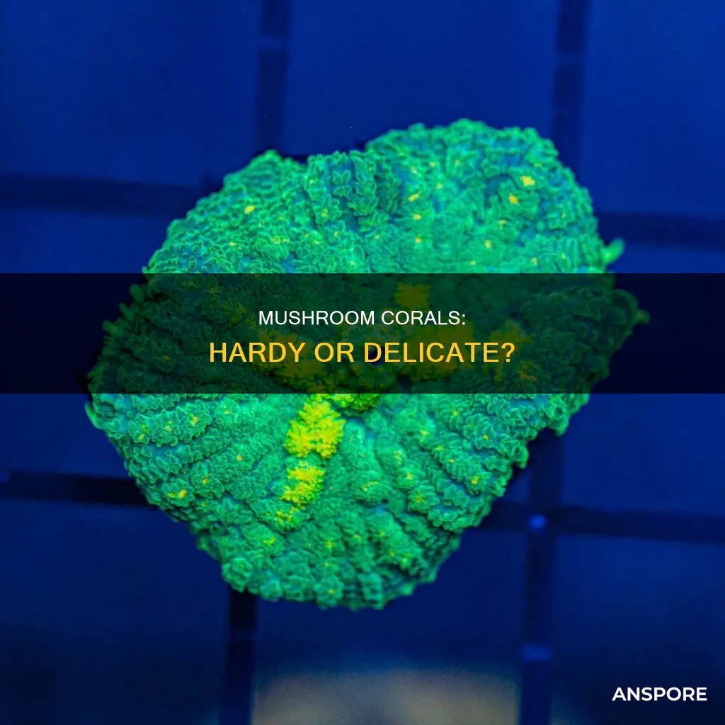 are mushroom corals hardy