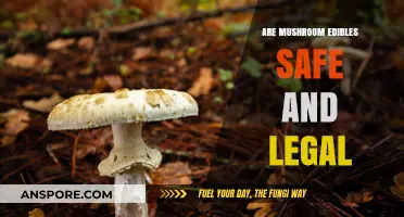 Mushroom Edibles: Safety, Legality, and What You Need to Know