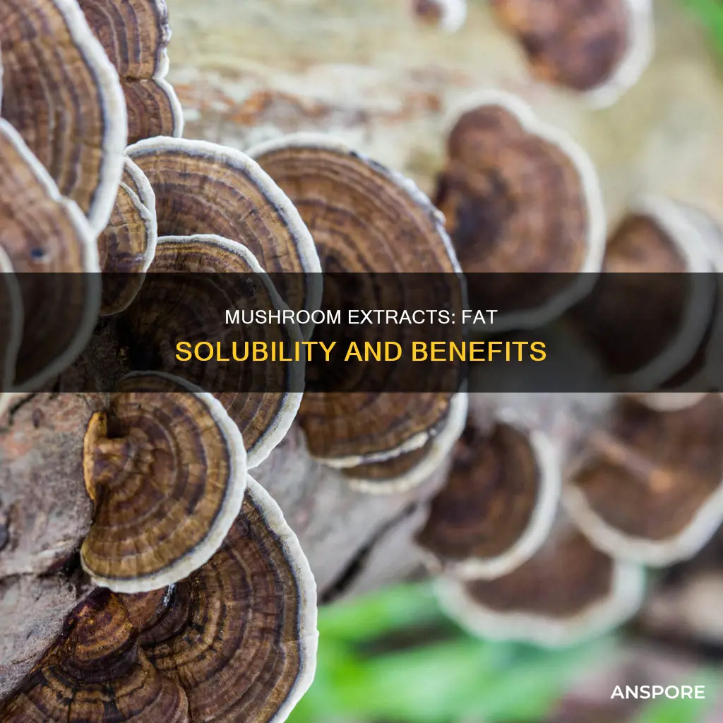 are mushroom extract fat soluble