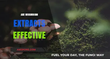 Mushroom Extracts: Do They Work?