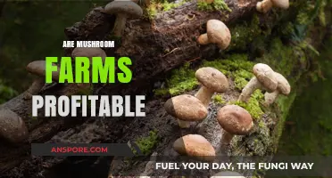 Mushroom Farming: A Profitable Venture?