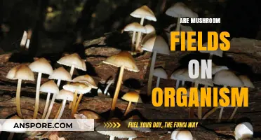 Mushroom Fields: Nature's Complex Organism Network