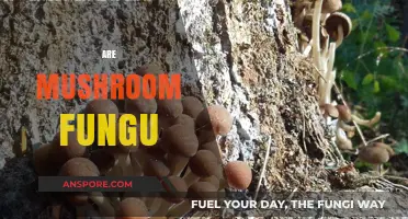 Mushrooms: Fungal Friends or Foes?