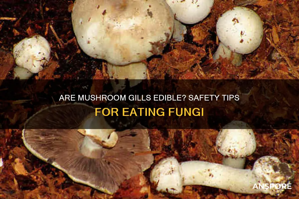 are mushroom gills safe to eat