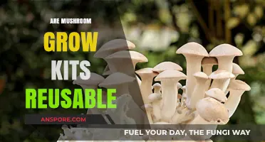 Can You Reuse Mushroom Grow Kits? A Comprehensive Guide