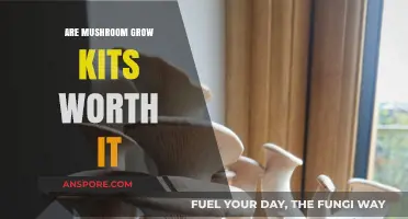 Are Mushroom Grow Kits Worth It? Pros, Cons, and Tips