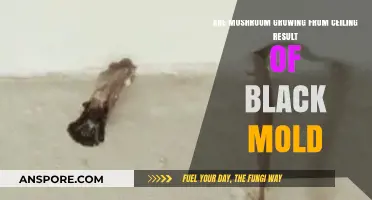Mushrooms Growing from Ceiling: Black Mold Connection Explained