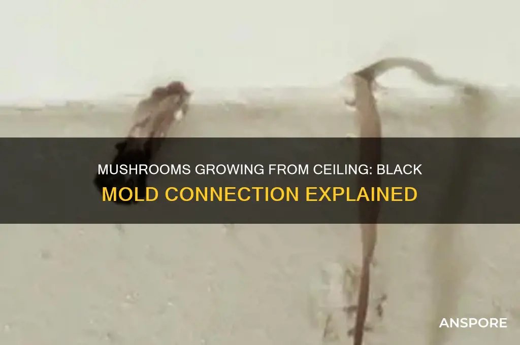 are mushroom growing from ceiling result of black mold