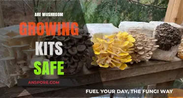 Are Mushroom Growing Kits Safe? A Comprehensive Guide for Beginners