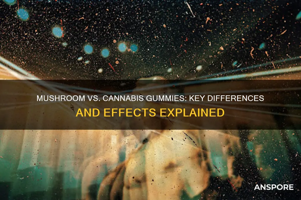 are mushroom gummies the same as cannibis gummies