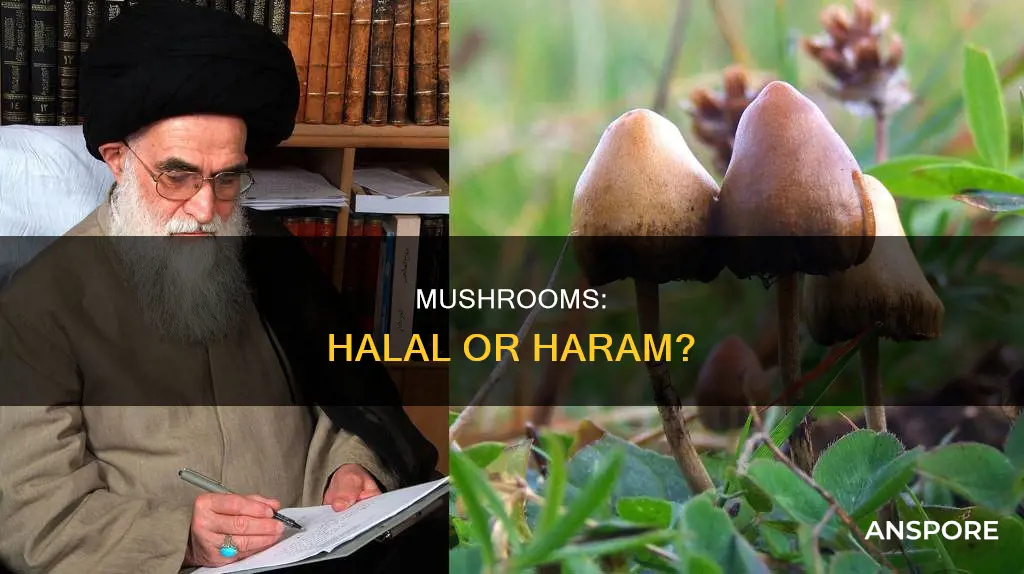 are mushroom haram