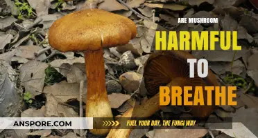 Mushroom Toxins: Are They Harmful to Breathe?