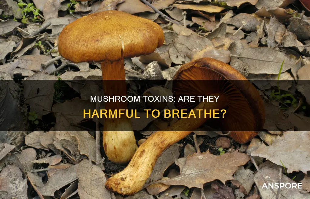 are mushroom harmful to breathe