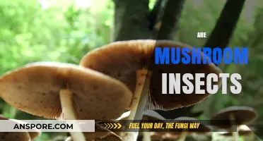 Mushrooms: Insect or Not?