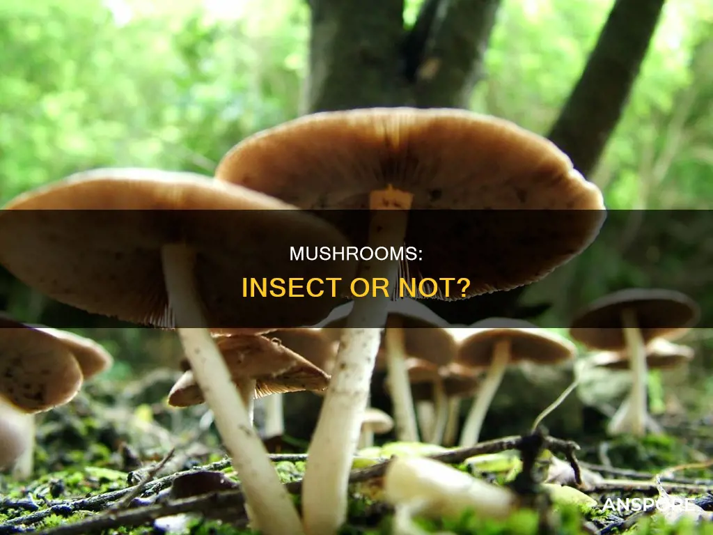 are mushroom insects
