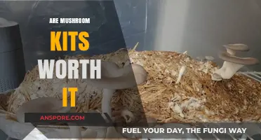 Mushroom Kits: Worth the Money?