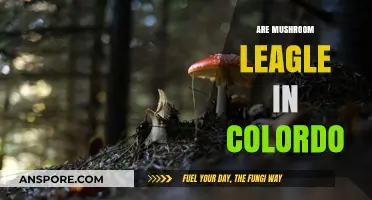 Mushrooms in Colorado: What's the Legal Status?