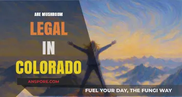 Are Mushrooms Legal in Colorado? Understanding Psilocybin Laws and Regulations