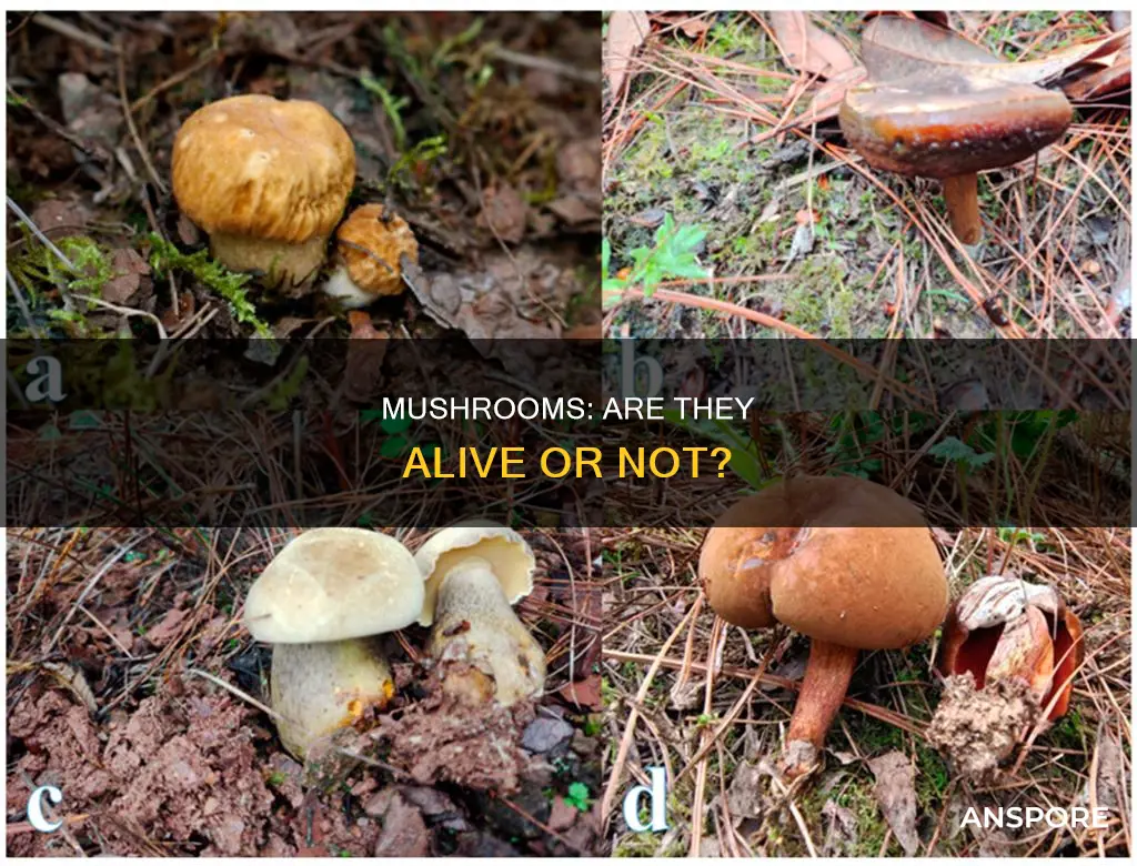 are mushroom living