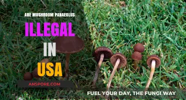 Are Panaeolus Mushrooms Legal in the USA? What You Need to Know