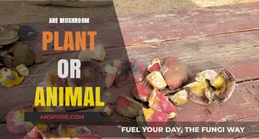 Mushrooms: Plant, Animal, or Something Else?