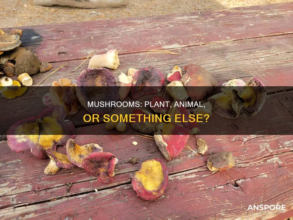 are mushroom plant or animal