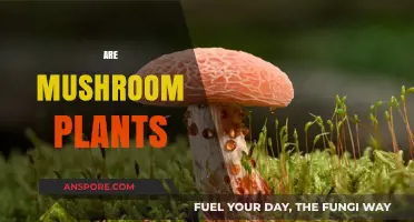 Mushrooms: Plants or Fungi?