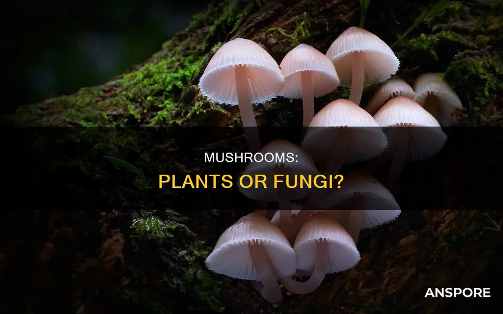 are mushroom plants