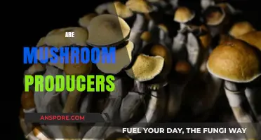 Mushroom Producers: Sustainable or Not?