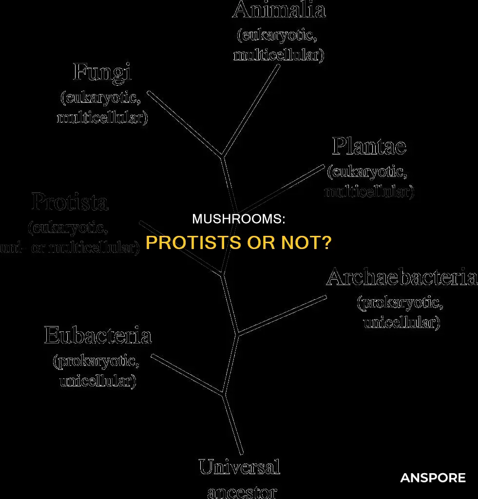 are mushroom protists