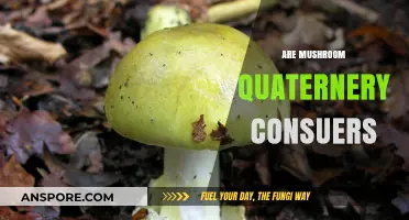 Mushrooms: Complex Quaternary Consumers in the Ecosystem