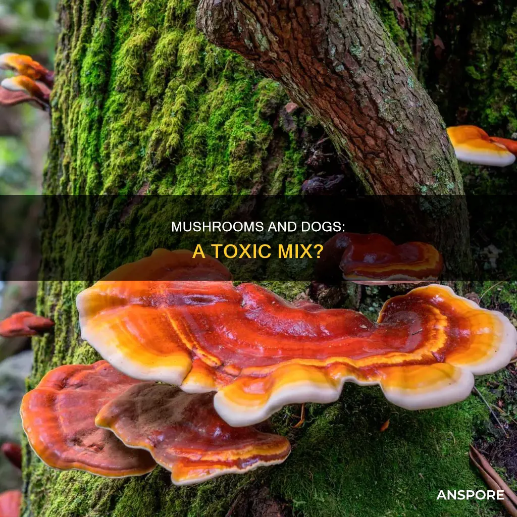 are mushroom safe for dogs