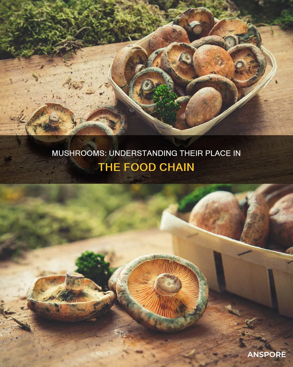 are mushroom secondary consumers