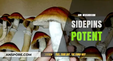 Mushroom Sidekicks: Potent or Placebo?