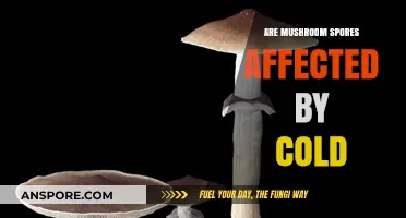 Cold's Impact on Mushroom Spores: Survival and Growth Explained